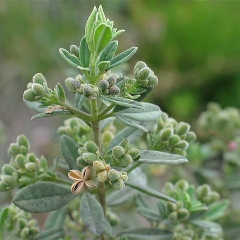 Zieria cytisoides