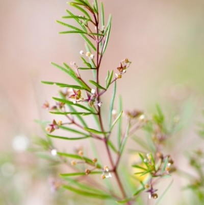 Zieria laxiflora