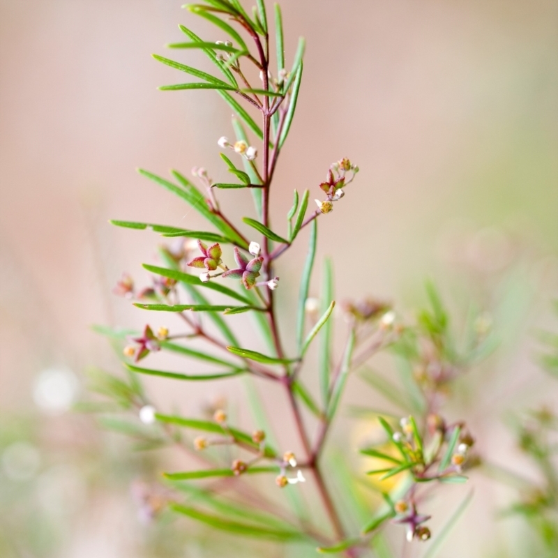 Zieria laxiflora