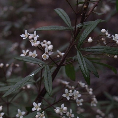 Zieria smithii