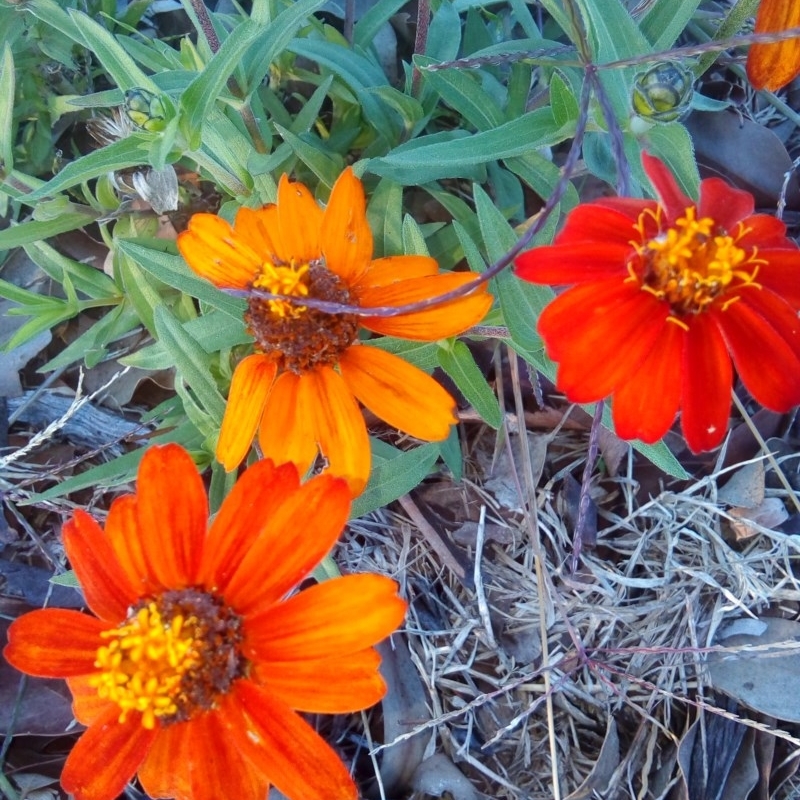 Zinnia peruviana