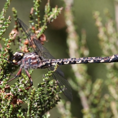 Austroaeschna atrata