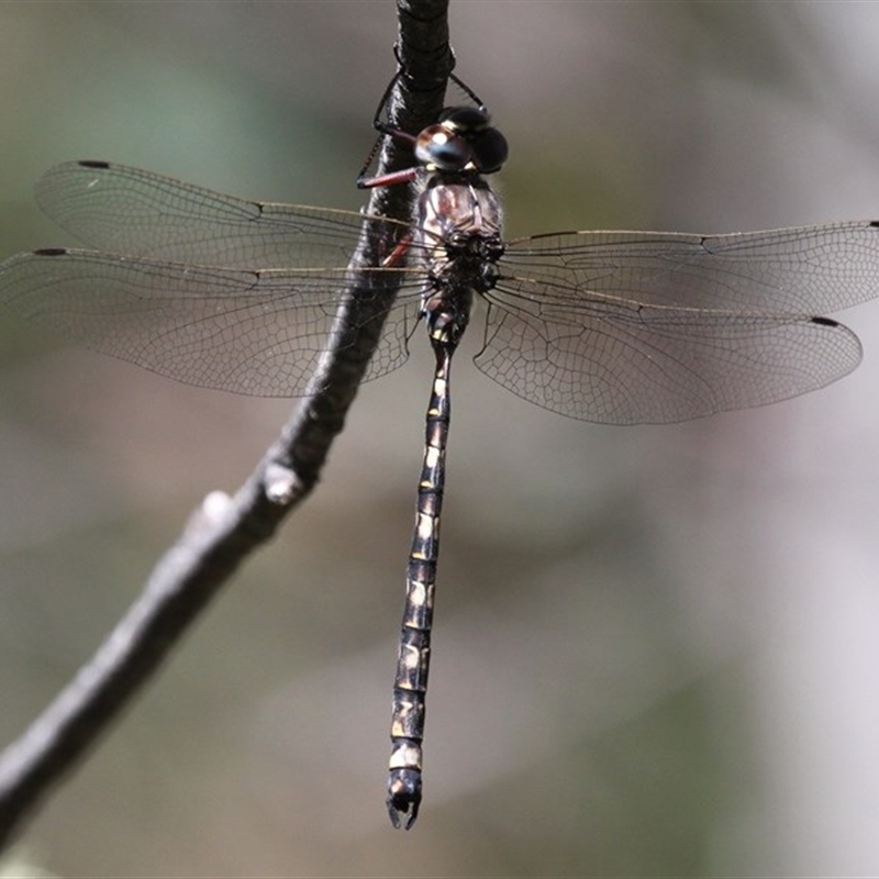 Austroaeschna atrata