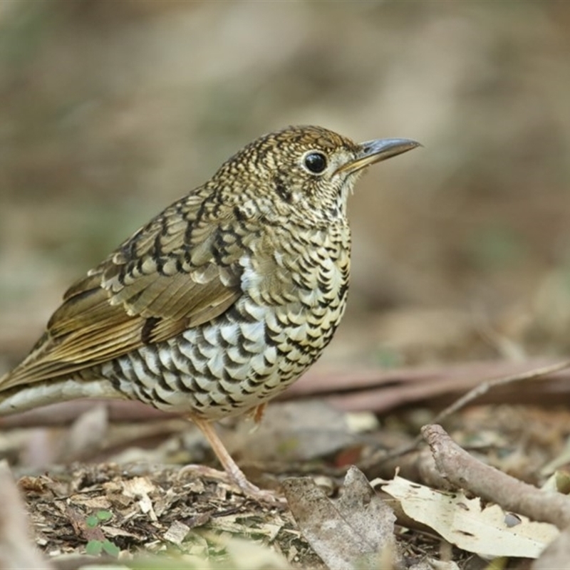 Zoothera lunulata