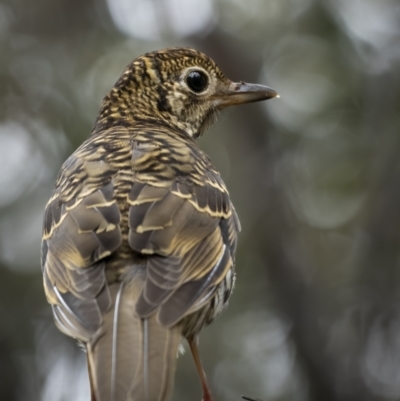 Zoothera lunulata