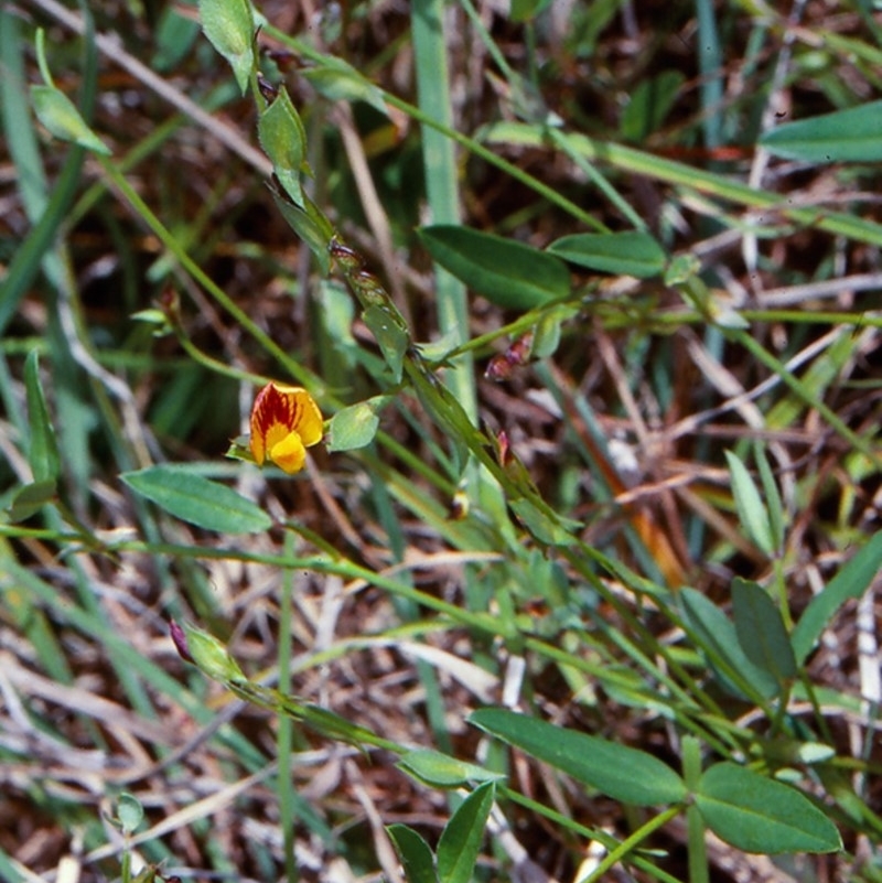 Zornia dyctiocarpa var. dyctiocarpa