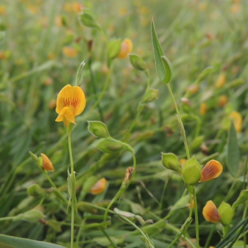 Zornia dyctiocarpa var. dyctiocarpa