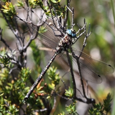 Austroaeschna flavomaculata