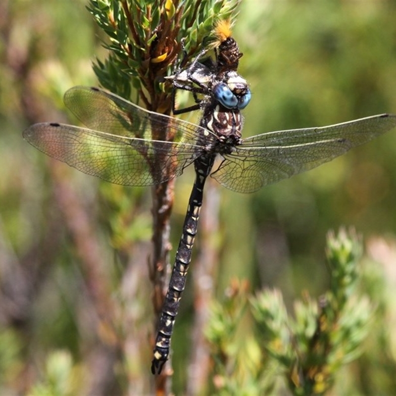 Austroaeschna flavomaculata