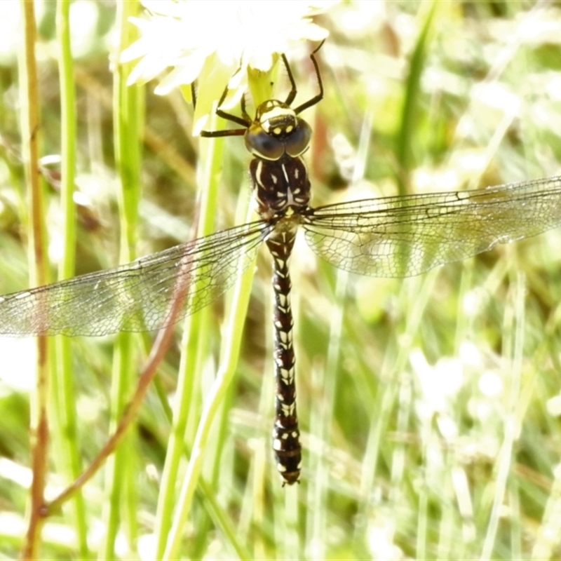 Austroaeschna flavomaculata