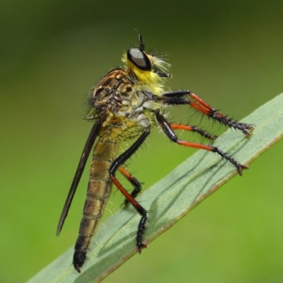 Zosteria rosevillensis