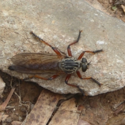 Zosteria sp. (genus)