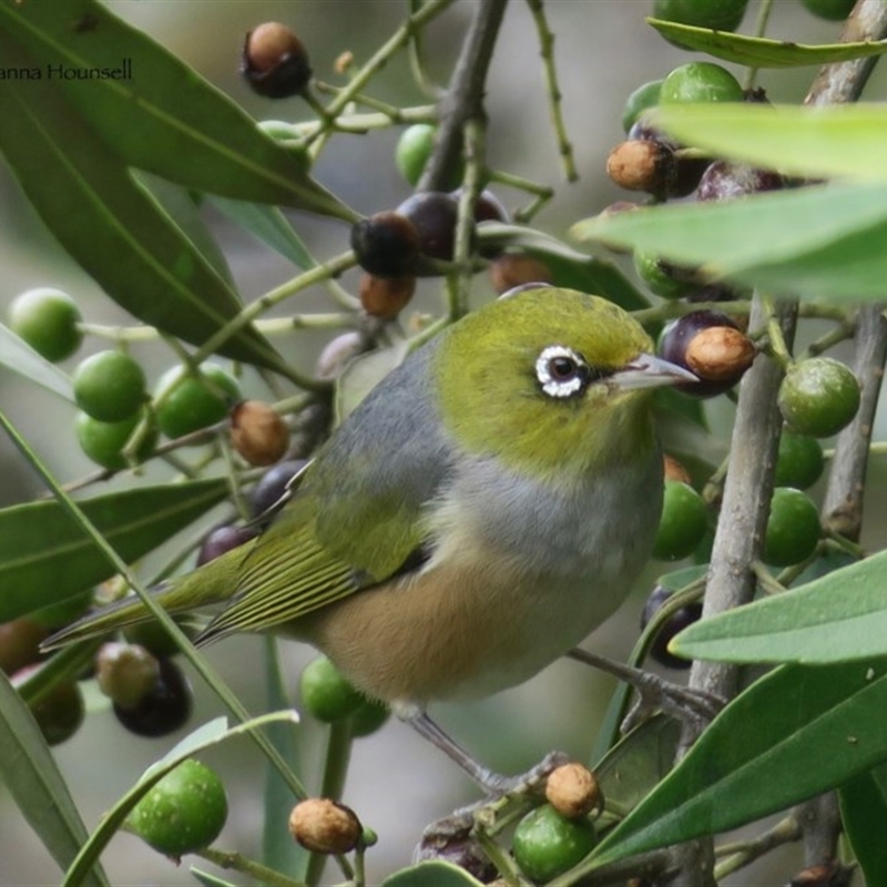 Zosterops lateralis