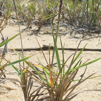 Zoysia macrantha