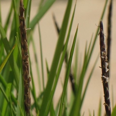 Zoysia macrantha