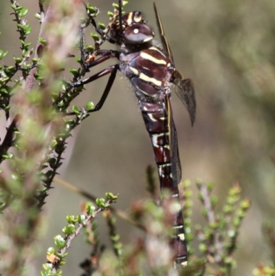 Austroaeschna inermis