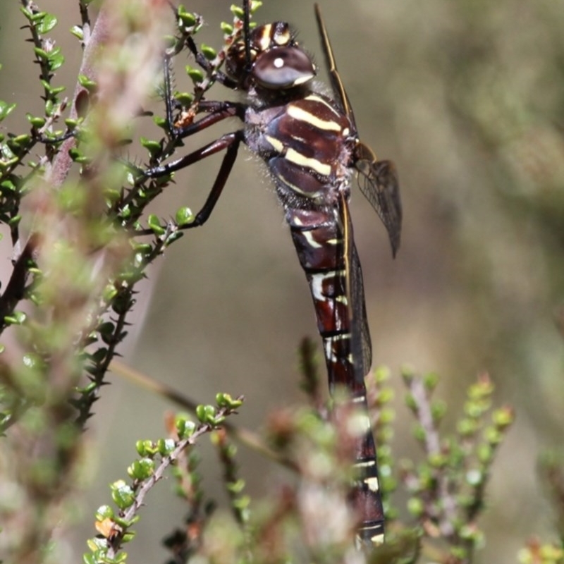 Austroaeschna inermis