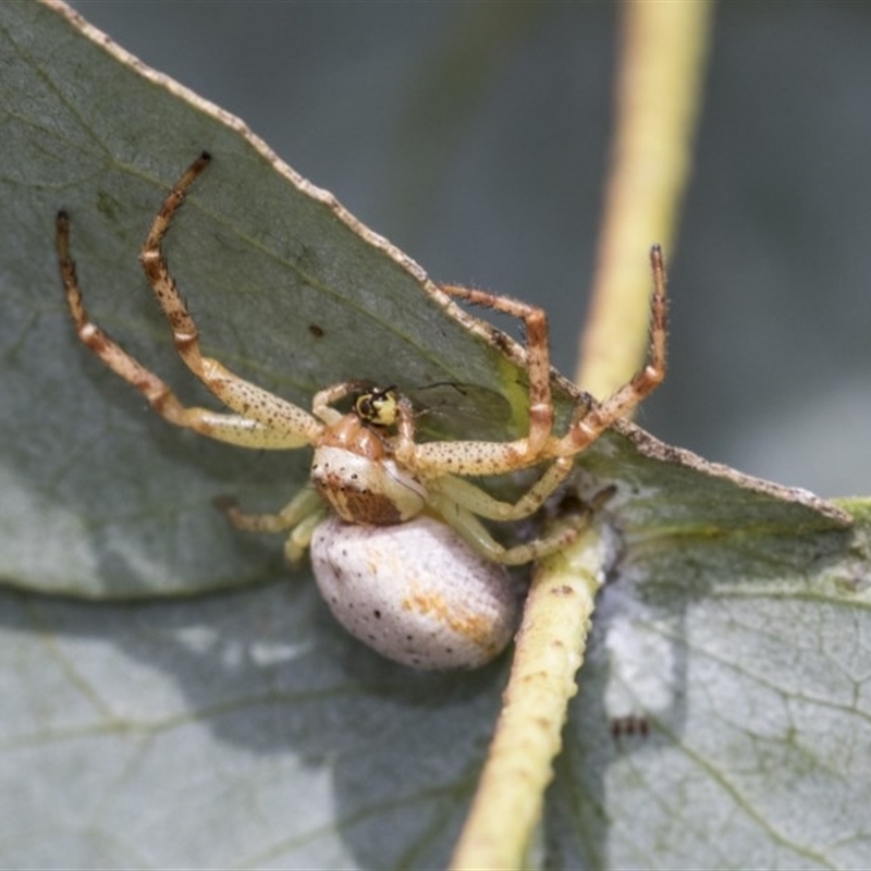 Zygometis xanthogaster