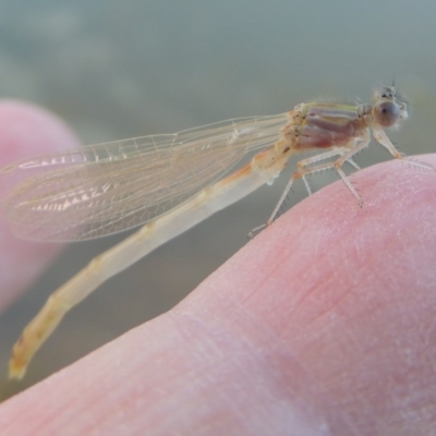 Zygoptera (suborder)