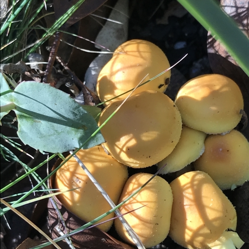 zz agaric (stem; gill colour unknown)