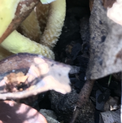 zz agaric (stem; gill colour unknown)