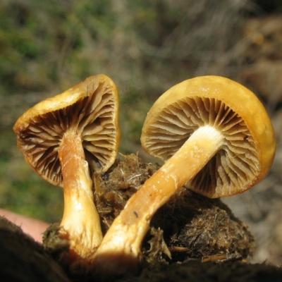 zz agaric (stem; gills not white/cream)