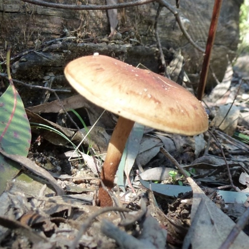 zz agaric (stem; gills not white/cream)