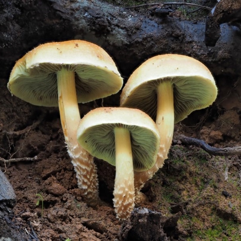 zz agaric (stem; gills not white/cream)