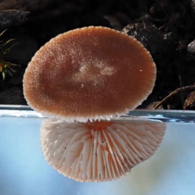 zz agaric (stem; gills white/cream)