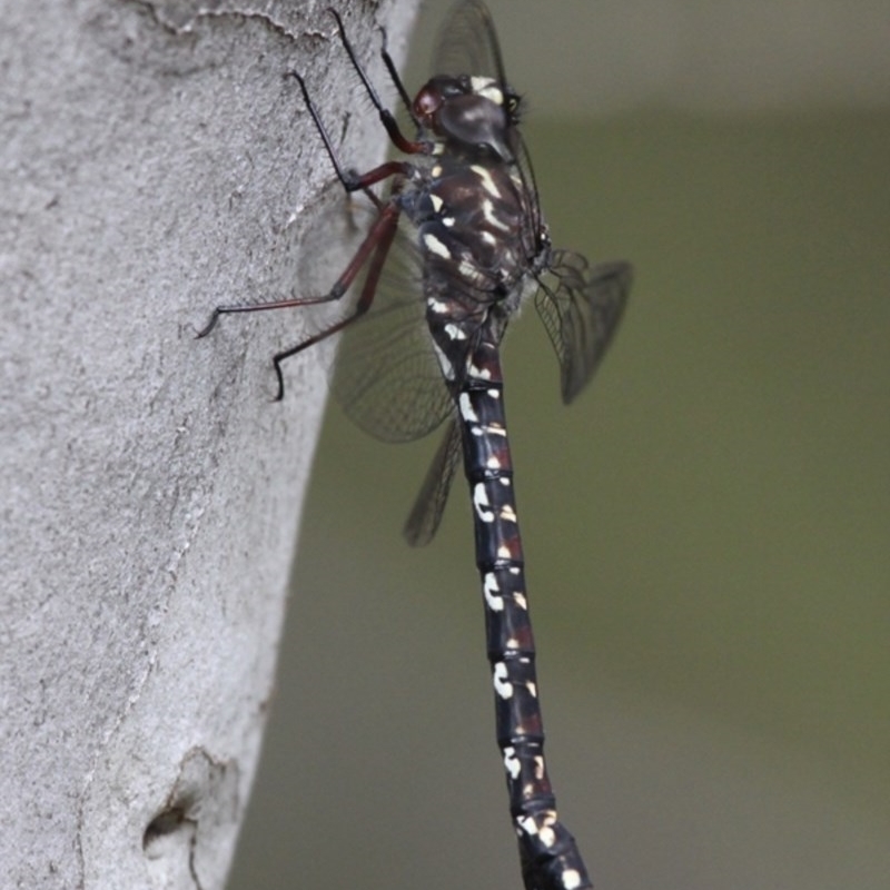 Austroaeschna multipunctata