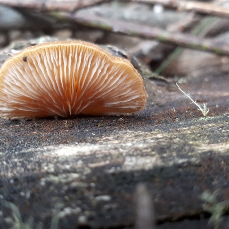 zz Agaric (stemless)