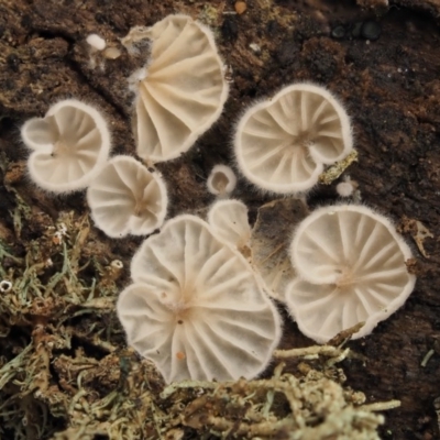 zz Agaric (stemless)