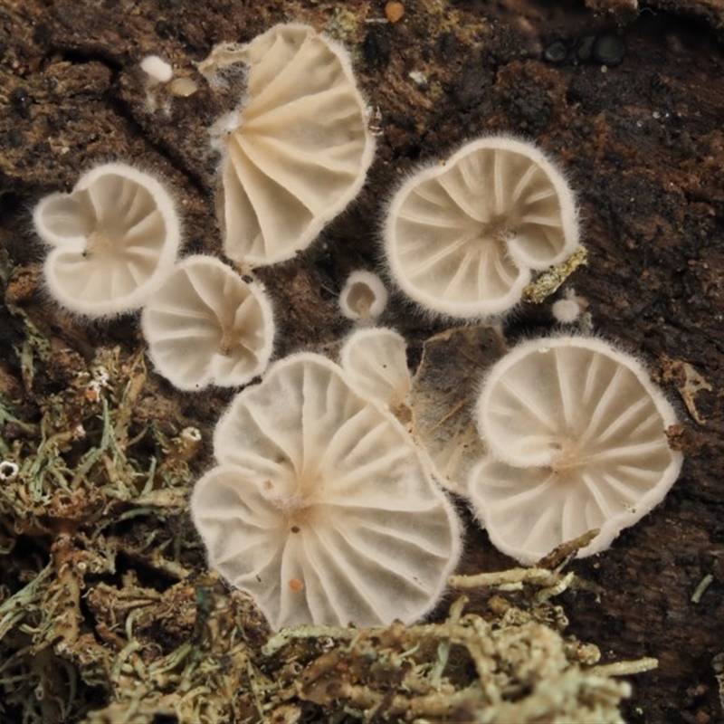 zz Agaric (stemless)