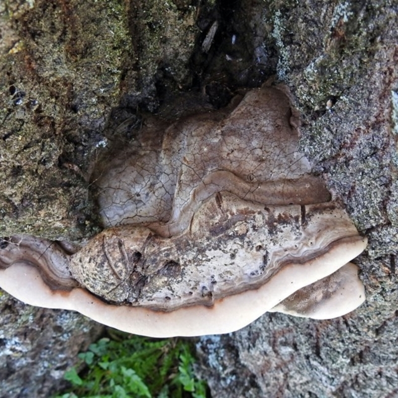 zz Polypore (shelf/hoof-like)