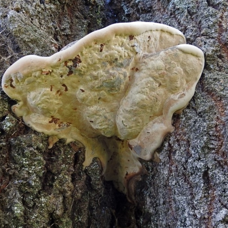 zz Polypore (shelf/hoof-like)