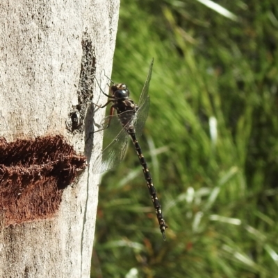 Austroaeschna obscura