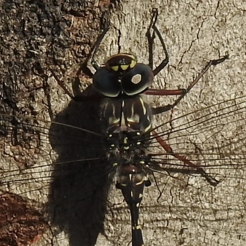 Austroaeschna obscura