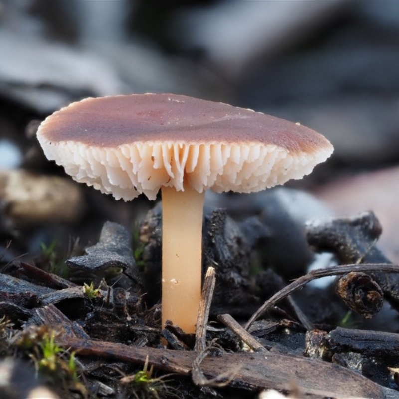 Rhodocollybia incarnata