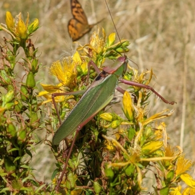 Terpandrus sp. (genus)