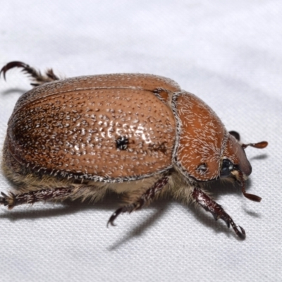 Anoplognathus velutinus