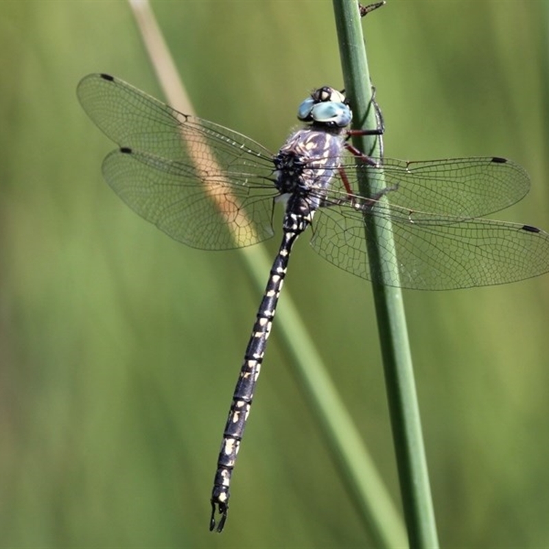 Austroaeschna parvistigma