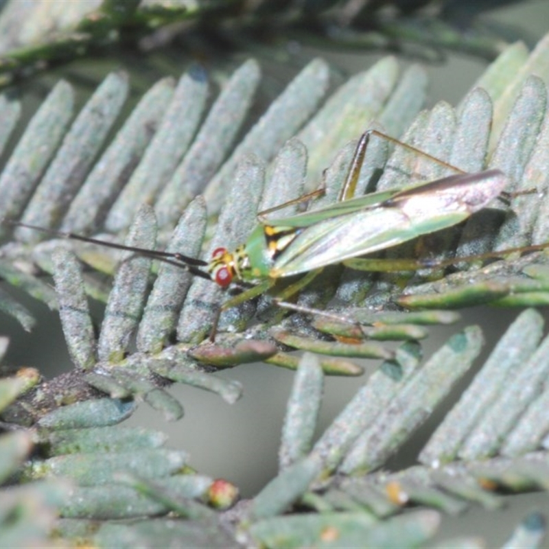 Austromiris viridissimus