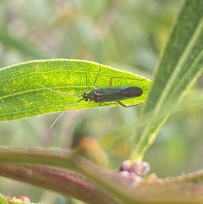 Austromiris viridissimus