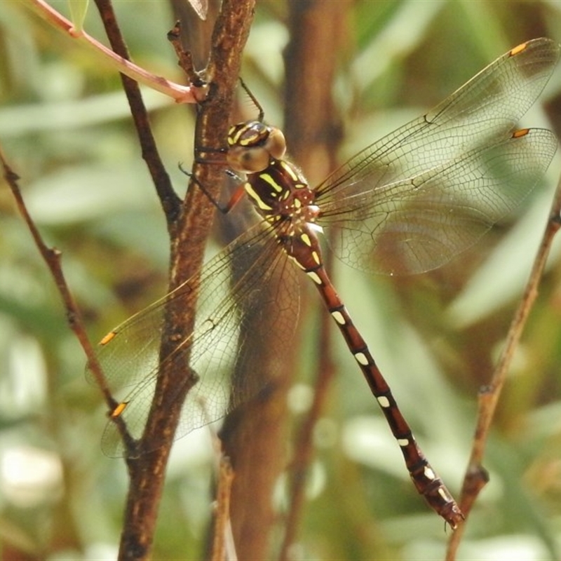 Austroaeschna pulchra