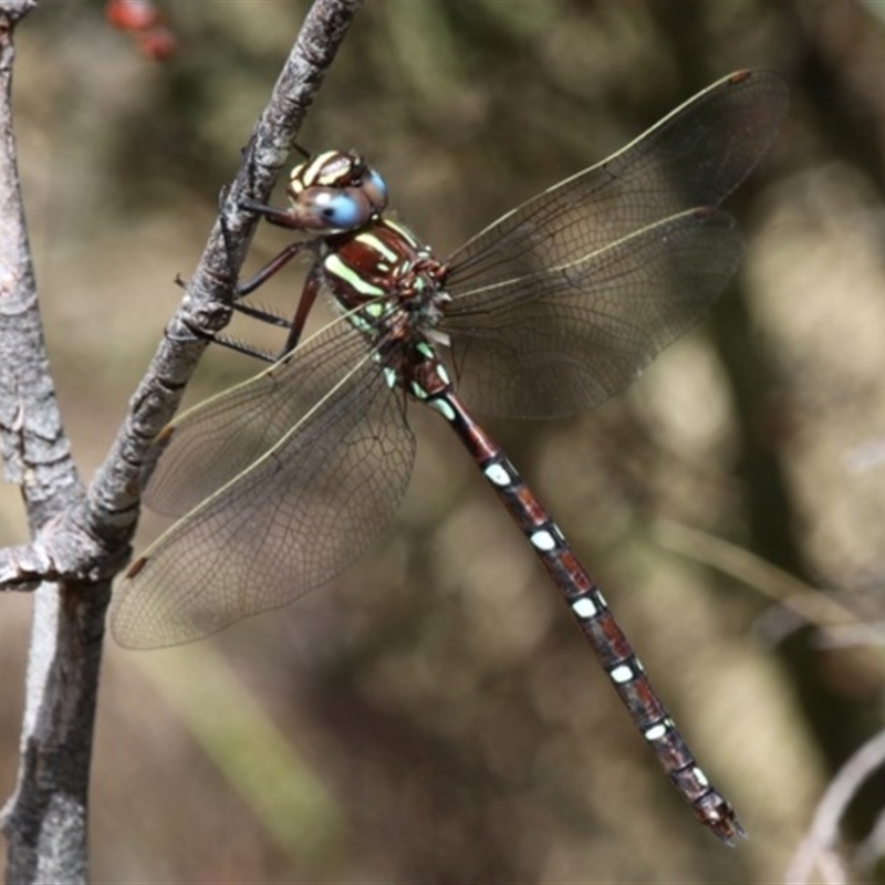 Austroaeschna pulchra