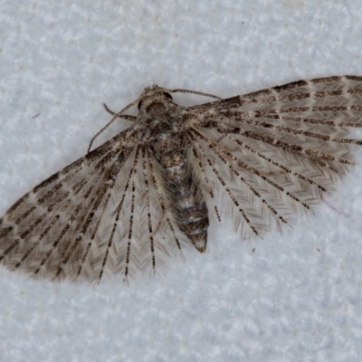 Alucita pygmaea