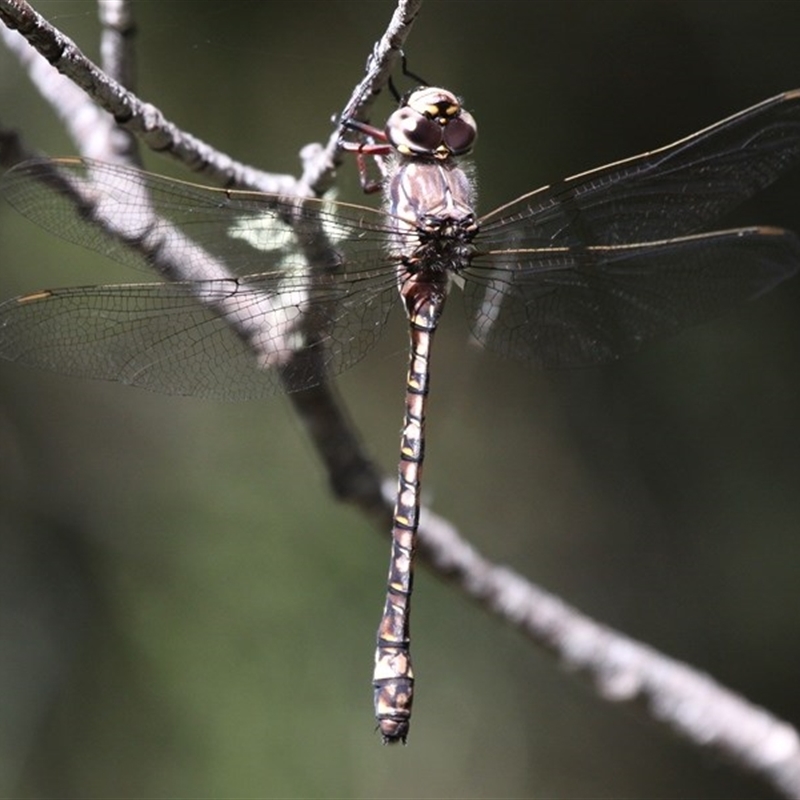 Austroaeschna subapicalis