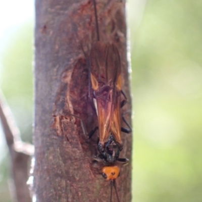 Chaoilta sp. (genus)