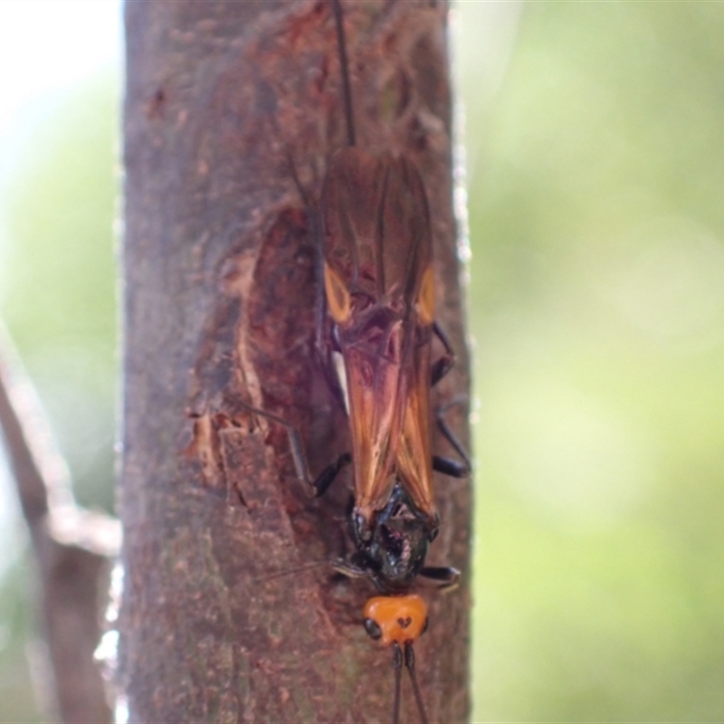 Chaoilta sp. (genus)