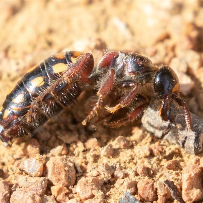 Catocheilus apterus